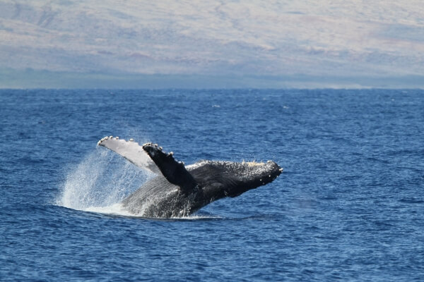 Foto de uma baleia saltando no mar durante uma atividade de turismo de observação.